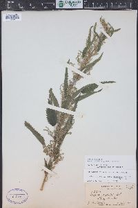 Urtica gracilis image