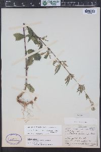 Urtica gracilis image