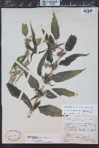 Urtica gracilis image