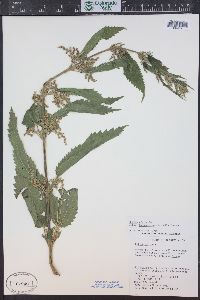 Urtica gracilis image