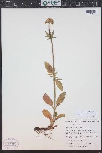 Valeriana acutiloba image