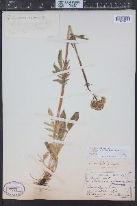 Valeriana acutiloba image