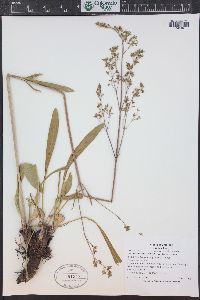 Valeriana edulis image