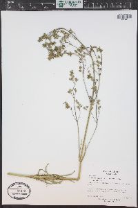 Valeriana edulis image