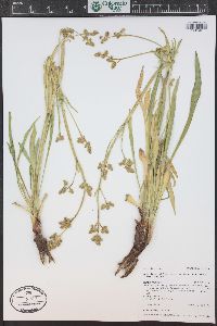 Valeriana edulis image