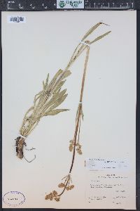 Valeriana edulis image