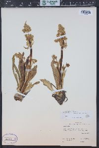 Valeriana edulis image