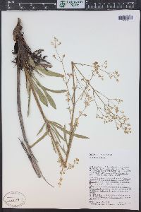 Valeriana edulis image