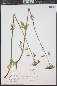 Valeriana occidentalis image
