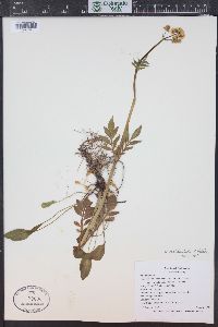 Valeriana occidentalis image