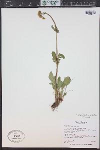 Valeriana occidentalis image