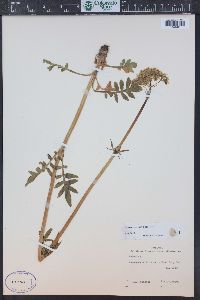 Valeriana occidentalis image