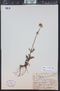 Valeriana occidentalis image