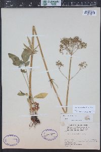 Valeriana occidentalis image