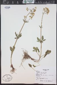 Valeriana occidentalis image