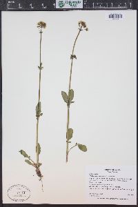 Valeriana occidentalis image