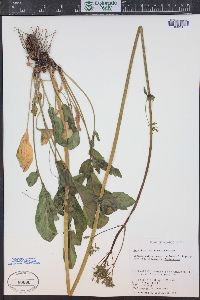 Valeriana occidentalis image