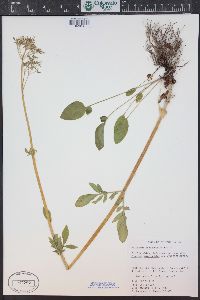 Valeriana occidentalis image