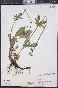 Valeriana occidentalis image