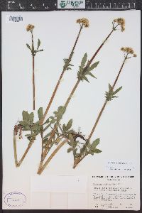 Valeriana occidentalis image