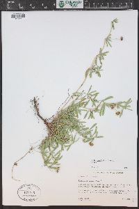 Phyla cuneifolia image