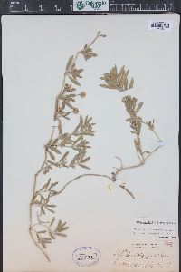 Phyla cuneifolia image