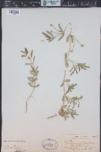 Phyla cuneifolia image