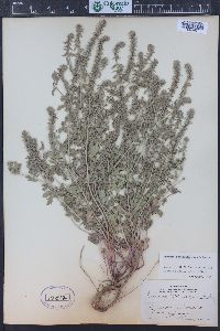 Verbena bracteata image