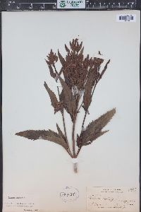 Verbena hastata image