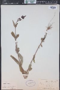 Verbena hastata image