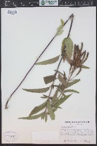 Verbena hastata image