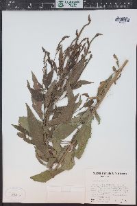 Verbena hastata image