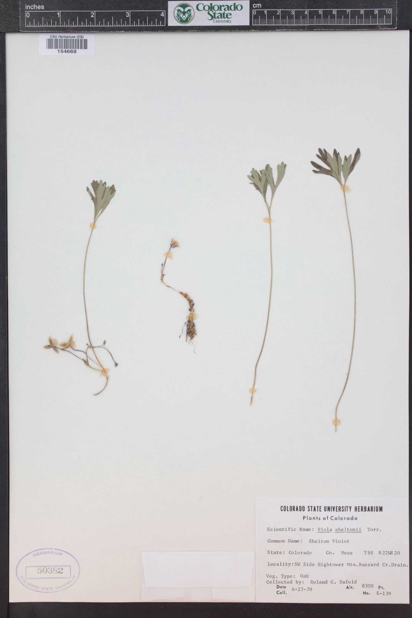 Viola sheltonii image