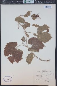 Vitis acerifolia image