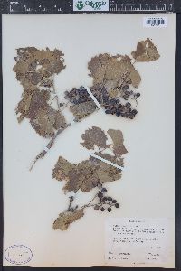 Vitis acerifolia image