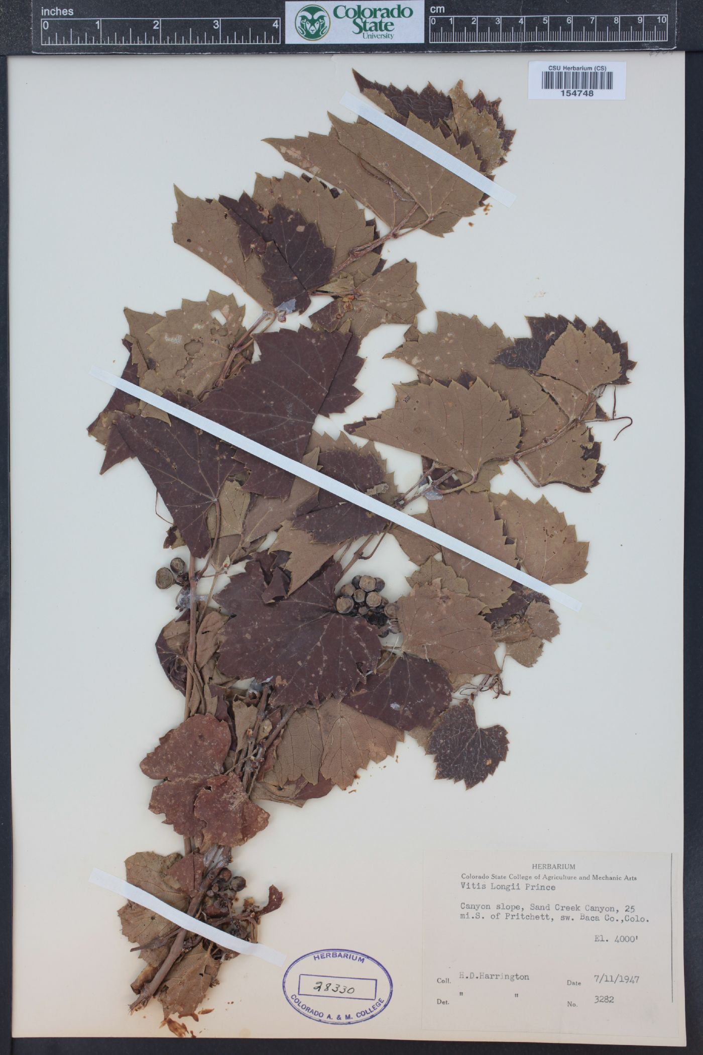 Vitis acerifolia image