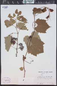 Vitis riparia image