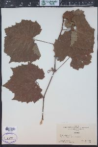 Vitis riparia image