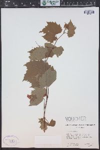 Vitis riparia image