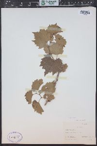 Vitis riparia image