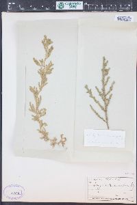 Selaginella monospora image