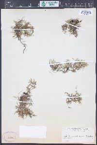 Selaginella rupestris image