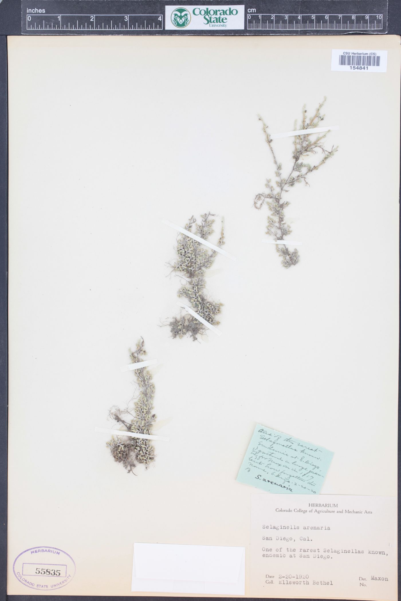 Selaginella arenaria image