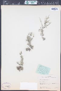 Selaginella arenaria image