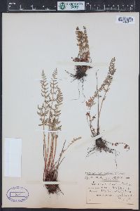 Woodsia oregana subsp. cathcartiana image