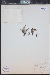 Oeosporangium pteridioides subsp. acrosticum image