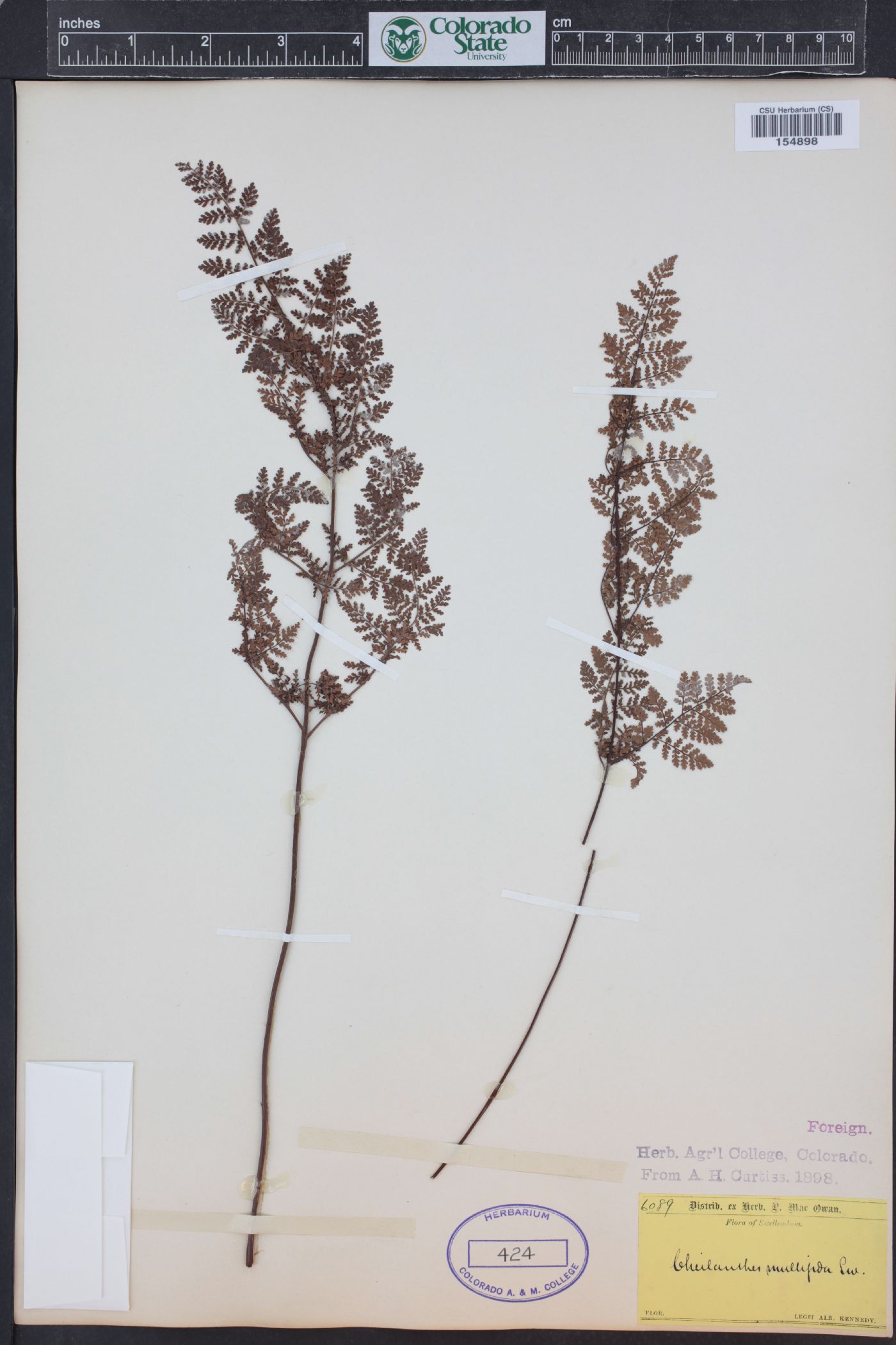 Cheilanthes multifida image