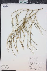 Ephedra viridis image