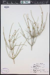 Ephedra aspera image