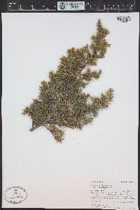 Juniperus communis var. depressa image